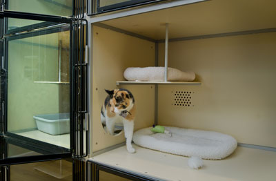 Cat Walking Through Portal in Condo Suite